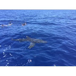 Blue Water Trip: Club Snork/rider